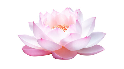 pink water lily