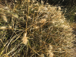 Golden sunlit grasses in a breezy field capturing the essence of nature