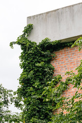 Fragment of brick building is enveloped by a dense layer of verdant ivy. lush foliage of plant...