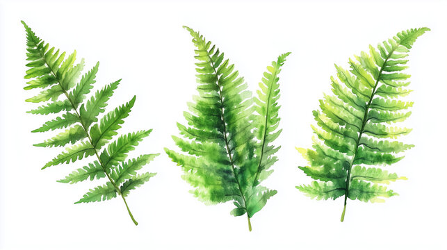 Watercolor set of green ferns isolated on white background