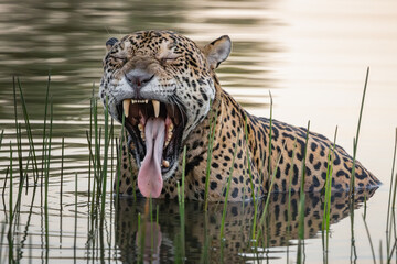 Massive male jaguar yawning.