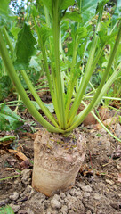 Obraz premium Fodder beets grow in the field, intended for feeding animals