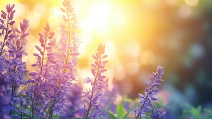 Naklejka premium Beautiful Purple Flowers Bathed in Warm Sunrise Light