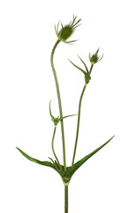 Young wild teasel (dipsacus fullonum) isolated on white background.