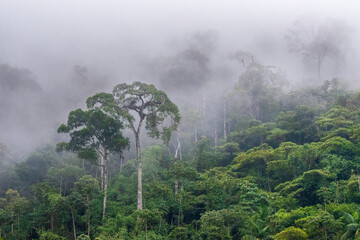 Cloudy sky and fog at dawn over a stretch of mountains covered in rainforest