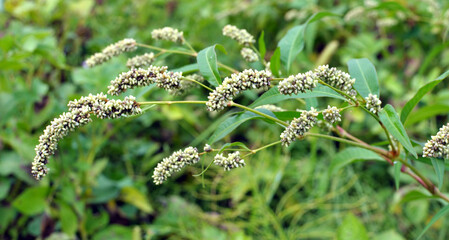 Obraz premium Weeds of Persicaria lapathifolia grow in the field
