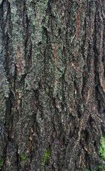Beautiful close-up of the bark of koelreuteria paniculata