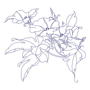 Ipomoea purga (morning glories).Eps 10. Vector illustration.