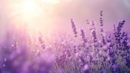 Fototapeta premium Serene lavender field at sunrise with soft light