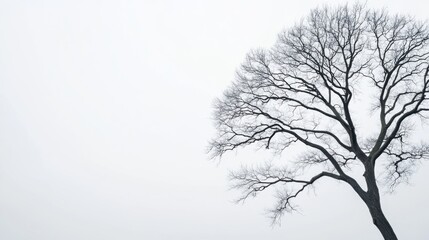 Fototapeta premium Bare Winter Tree Silhouette Against a Foggy Background in a Minimalist Style Captured in Soft Light