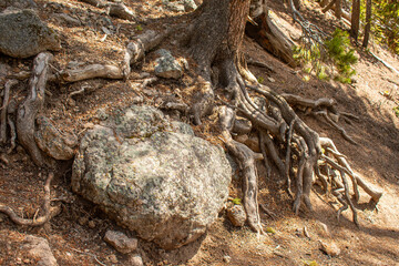 Pine tree growing out of bedrock along the trail to the brink of the lower falls on Yellowstone River, Lower falls of the Yellowstone River in early spring, Yellowstone National Park.