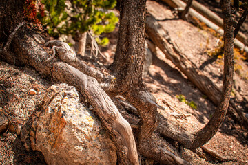 Pine tree growing out of bedrock along the trail to the brink of the lower falls on Yellowstone River, Lower falls of the Yellowstone River in early spring, Yellowstone National Park.