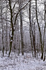 Winterwald in Bakony, Ungarn, vertikal