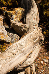 Pine tree roots intertwined in boulders.