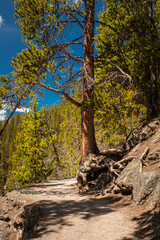 Obraz premium Pine tree growing out of bedrock along the trail to the brink of the lower falls on Yellowstone River, Lower falls of the Yellowstone River in early spring, Yellowstone National Park.
