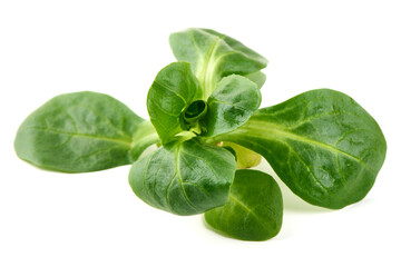 Lambs lettuce, corn salad, isolated on white background.