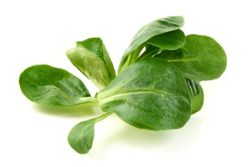 Lambs lettuce, corn salad, isolated on white background.