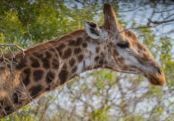Obraz premium Afrikanische Tiere Giraffe im Busch vom Krüger National Park - Kruger Nationalpark Südafrika