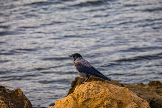 Les criques de la Garoupe au Cap d'Antibes en France