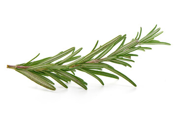 Rosemary branch, close-up, isolated on white background.