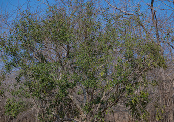 Euclea Schakalbeere ist ein Baum der Ebenholzgewächse, im Krüger National Park - Kruger Nationalpark Südafrika