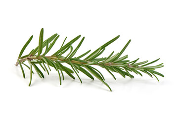 Fototapeta premium Rosemary branch, close-up, isolated on white background.