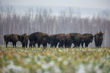 European bison - Bison bonasus in the Knyszyn Forest (Poland)