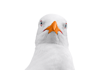 Face of white seagull, gull with bright orange beak looking directly into camera close-up isolated on white transparent background. Blank for art advertising, text inscriptions, central composition