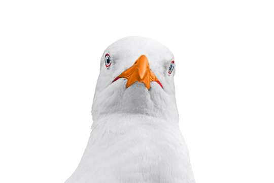 Face of white seagull, gull with bright orange beak looking directly into camera close-up isolated on white transparent background. Blank for art advertising, text inscriptions, central composition