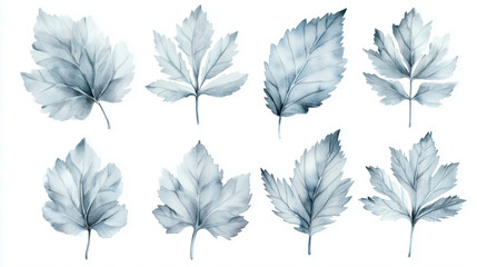 Watercolor set of silver dusty miller leaves isolated on white background © Iana