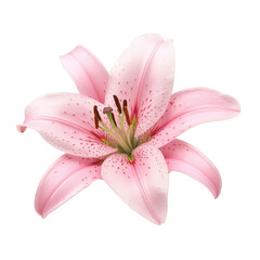 Beautiful pink lily flower blooming, isolated on transparent background, perfect for floral designs and projects © Iaroslav
