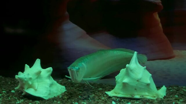 Arowana fish that are well cared for and very beautiful are in the aquarium