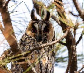 A portrait of a Long-eared Owl (Asio otus). The owl is perched amongst the branches of a conifer, likely a pine or fir. It has large, striking orange eyes that stare directly forward.