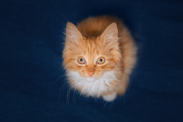 Adorable Ginger Kitten Looking Up.  The kitten looks at the camera. Portrait of a kitten. Blue background
