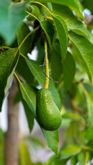 Avocado fruit grows close up on tree. Concept of growing exotic edible plants. Vertical image