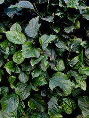 green leaves in the garden