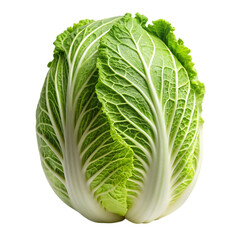 Fototapeta premium Fresh Green Napa Cabbage Vegetable Food Studio Shot Raw Diet Leaf Farm Crisp Salad Plant 