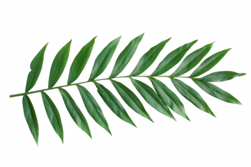 fern leaf isolated on white background