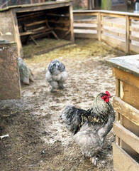 rooster and chicken walk on the ground