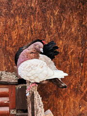 two pigeons on the fence