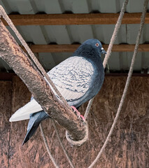 a pigeon sits on a stick