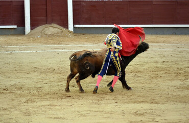 Traditional bullfighting scene with matador performing in arena. Torero in a costume of light with...