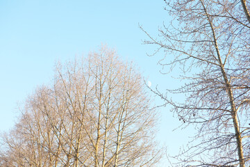 Winter Morning Bare Trees Against Clear Blue Sky and Moon in Background