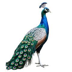 Obraz premium peacock with feathers isolated on transparent background