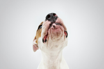 Portrait funny and hungry American Staffordshire terrier dog looking up asking for food or treats....