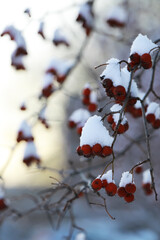 Snow-Covered Red Berries on Bare Tree Branches in Winter Wonderland