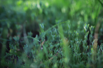 Close-Up of Lush Green Grass and Foliage in a Sunlit Garden