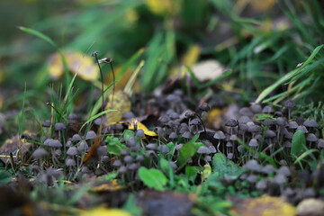 Enchanting Cluster of Woodland Mushrooms Amidst Autumn Leaves and Grass