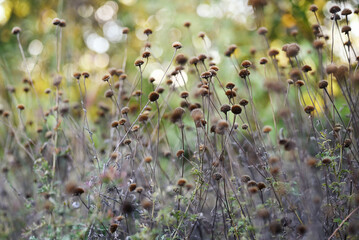 Natural background. Dry wild herbs and flowers in the meadow.