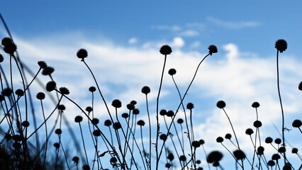 Obraz premium Natural background. Silhouettes of dry wildflowers against the blue sky with clouds.